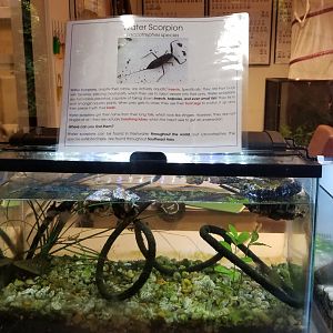 LI Aquarium, Butterfly exhibit - Water scorpion