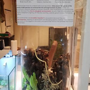 LI Aquarium, Butterfly exhibit - Neotropical roaches