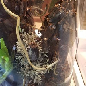 LI Aquarium, Butterfly exhibit - Neotropical roaches