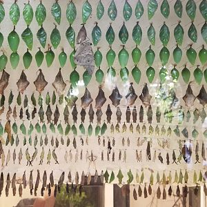 LI Aquarium, Butterfly exhibit - Chrysalises