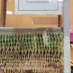 LI Aquarium, Butterfly exhibit - Chrysalises