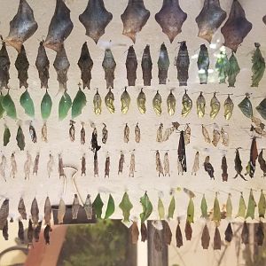 LI Aquarium, Butterfly exhibit - Chrysalises