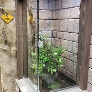 LI Aquarium, Butterfly exhibit - Rainforest leafcutter ants