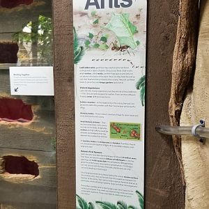 LI Aquarium, Butterfly exhibit - Rainforest leafcutter ants