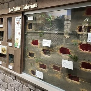 LI Aquarium, Butterfly exhibit - Rainforest leafcutter ants