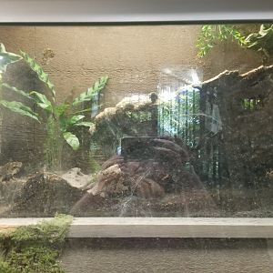 LI Aquarium, Butterfly exhibit - Burgundy goliath birdeater