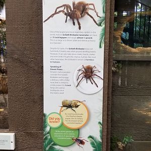 LI Aquarium, Butterfly exhibit - Burgundy goliath birdeater
