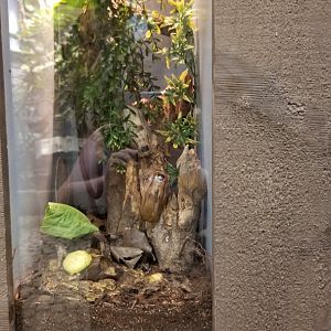 LI Aquarium, Butterfly exhibit - Giant cave roach