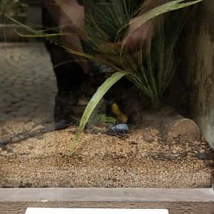 LI Aquarium, Butterfly exhibit - Desert ironclad beetle