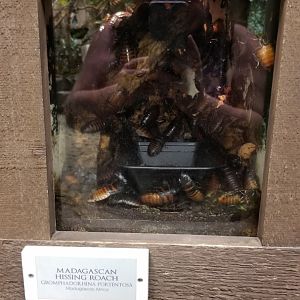 LI Aquarium, Butterfly exhibit - Madagascar hissing cockroach