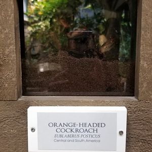 LI Aquarium, Butterfly exhibit - Orange-headed cockroach