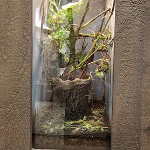 LI Aquarium, Butterfly exhibit - Touch-me-not stick insect