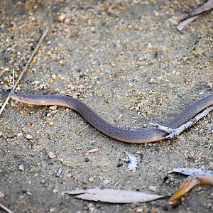 Burton's Legless Lizard (Lialis burtonis)