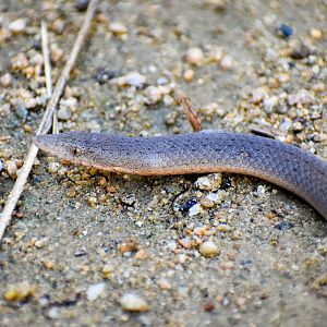 Burton's Legless Lizard (Lialis burtonis)