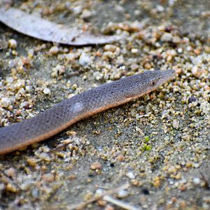 Burton's Legless Lizard (Lialis burtonis)