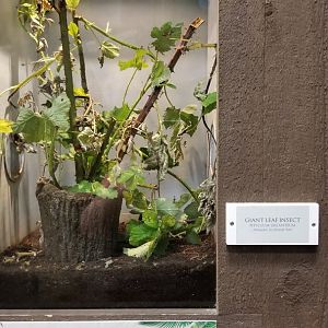 LI Aquarium, Butterfly exhibit - Giant leaf insect
