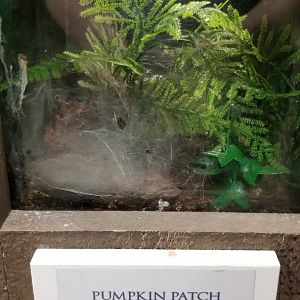 LI Aquarium, Butterfly exhibit - Pumpkin patch tarantula