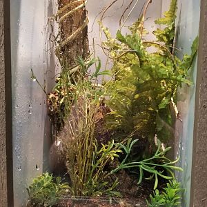 LI Aquarium, Butterfly exhibit - Malaysian dead leaf mantis