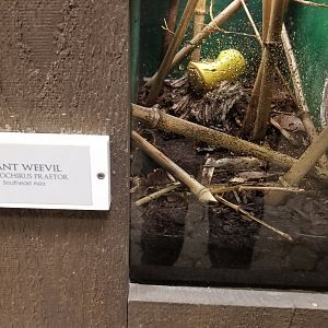 LI Aquarium, Butterfly exhibit - Giant weevil