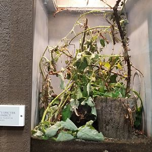 LI Aquarium, Butterfly exhibit - Macleay's specter stick insect