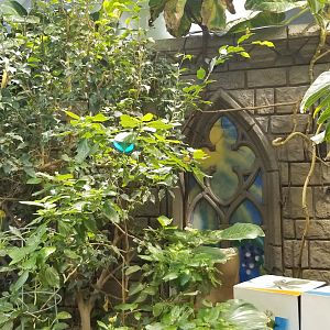 LI Aquarium, Butterfly exhibit