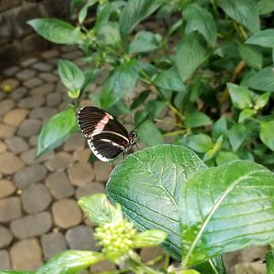 LI Aquarium, Butterfly exhibit