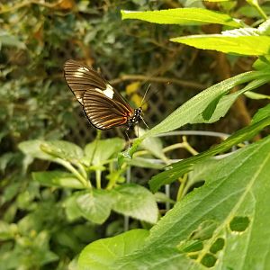 LI Aquarium, Butterfly exhibit