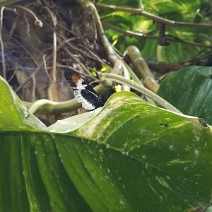 LI Aquarium, Butterfly exhibit