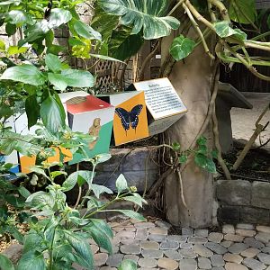 LI Aquarium, Butterfly exhibit