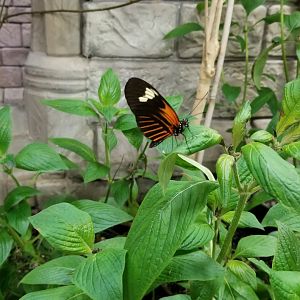 LI Aquarium, Butterfly exhibit
