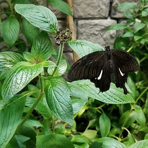 LI Aquarium, Butterfly exhibit