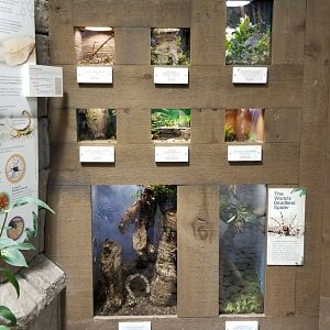 LI Aquarium, Butterfly exhibit - Venomous wall