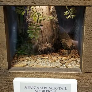 LI Aquarium, Butterfly exhibit - African black-tail scorpion