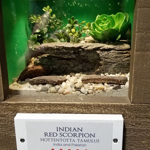 LI Aquarium, Butterfly exhibit - Indian red scorpion