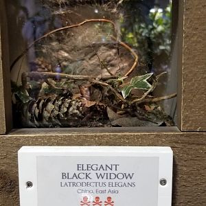 LI Aquarium, Butterfly exhibit - Elegant black widow