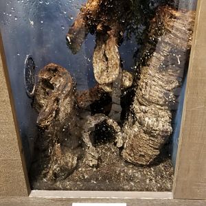 LI Aquarium, Butterfly exhibit - White-spotted assassin bug