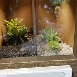 LI Aquarium, Butterfly exhibit - Six-eyed sand spider