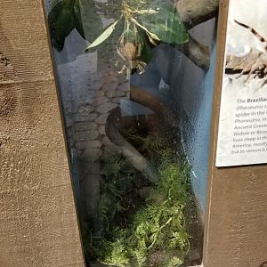 LI Aquarium, Butterfly exhibit - Brazilian wandering spider