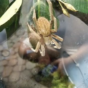 LI Aquarium, Butterfly exhibit - Brazilian wandering spider