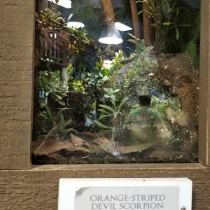 LI Aquarium, Butterfly exhibit - Orange-striped devil scorpion