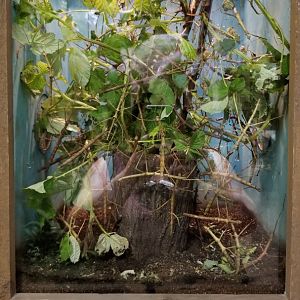 LI Aquarium, Butterfly exhibit - Annam walking stick