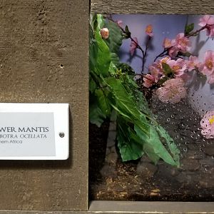 LI Aquarium, Butterfly exhibit - Spiny flower mantis