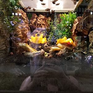 LI Aquarium, Butterfly exhibit - Sun beetle