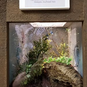 LI Aquarium, Butterfly exhibit - David Bowie huntsman spider