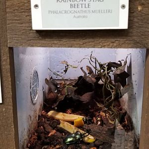 LI Aquarium, Butterfly exhibit - Rainbow stag beetle