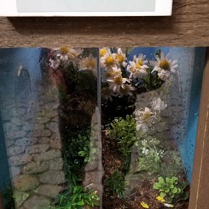 LI Aquarium, Butterfly exhibit - Orchid mantis