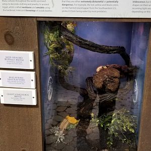 LI Aquarium, Butterfly exhibit - Jade-headed buffalo beetle, giant longhorn beetle, malaysian leaf katydid