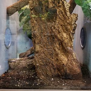 LI Aquarium, Butterfly exhibit - Giant tailless whipscorpion