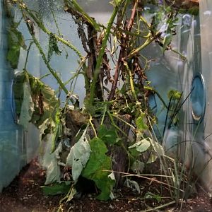 LI Aquarium, Butterfly exhibit - Malaysian jungle nymph