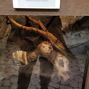 LI Aquarium, Butterfly exhibit - Hercules beetle